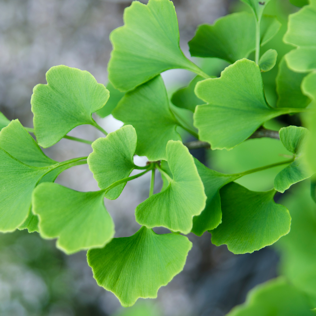 Ginkgo Biloba